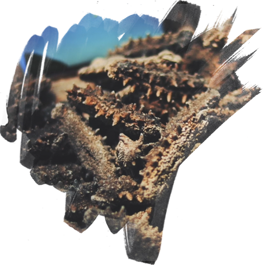 長島野生海參批發(fā)