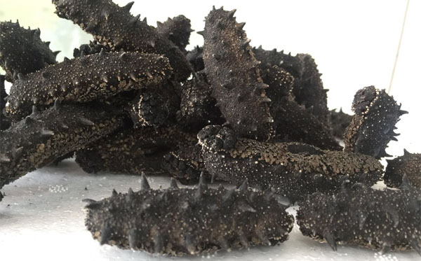 長島龍潛海產(chǎn)品：大欽島野生海參的海洋生態(tài)價值與營養(yǎng)解析