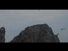 說(shuō)說(shuō)砣磯島海參的再生能力