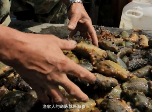 長(zhǎng)島海參批發(fā)加盟