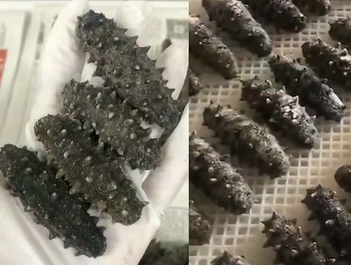 海參微胖界的高檔海參～砣磯島老頭參